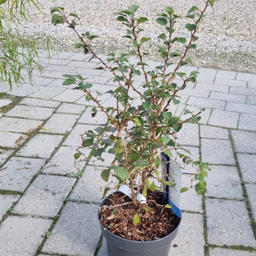 Fuji Kirsebær - Prunus incisa Kojou No Mai