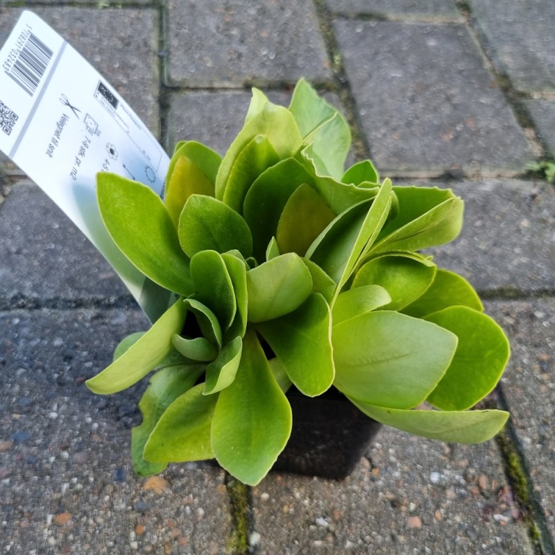 Haveaurikel - Primula pubescens