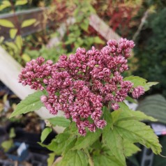 Hjortetrøst Plenum - Eupatorium cannabinum Plenum