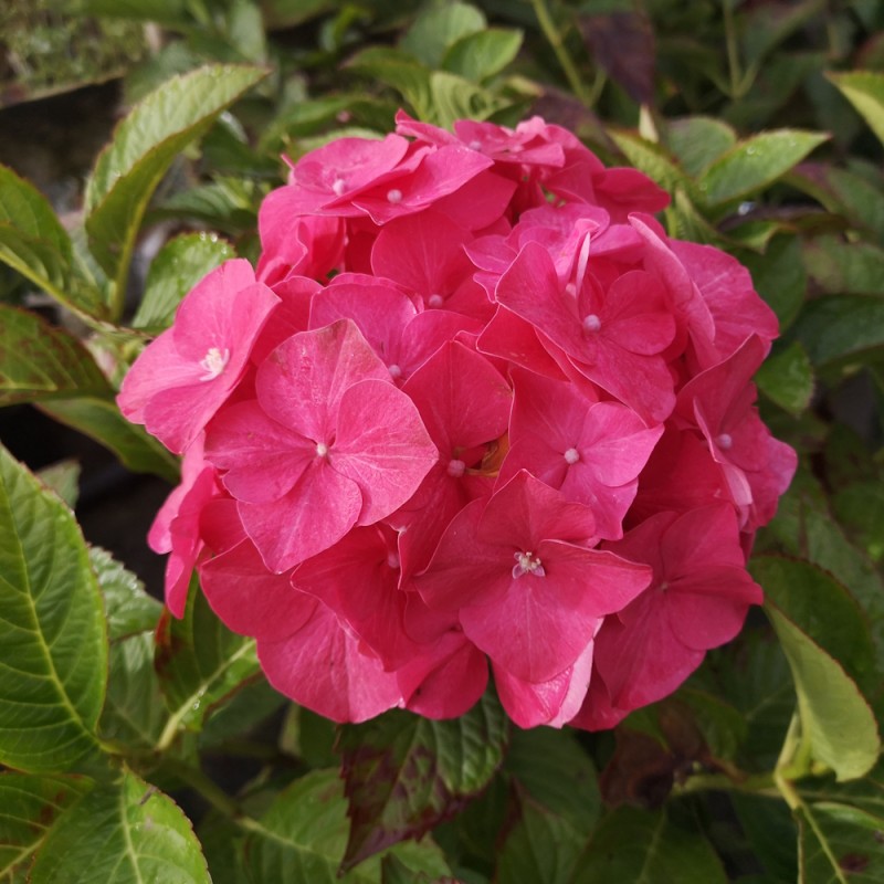 Hortensia Bella - Hydrangea macrophylla Bella