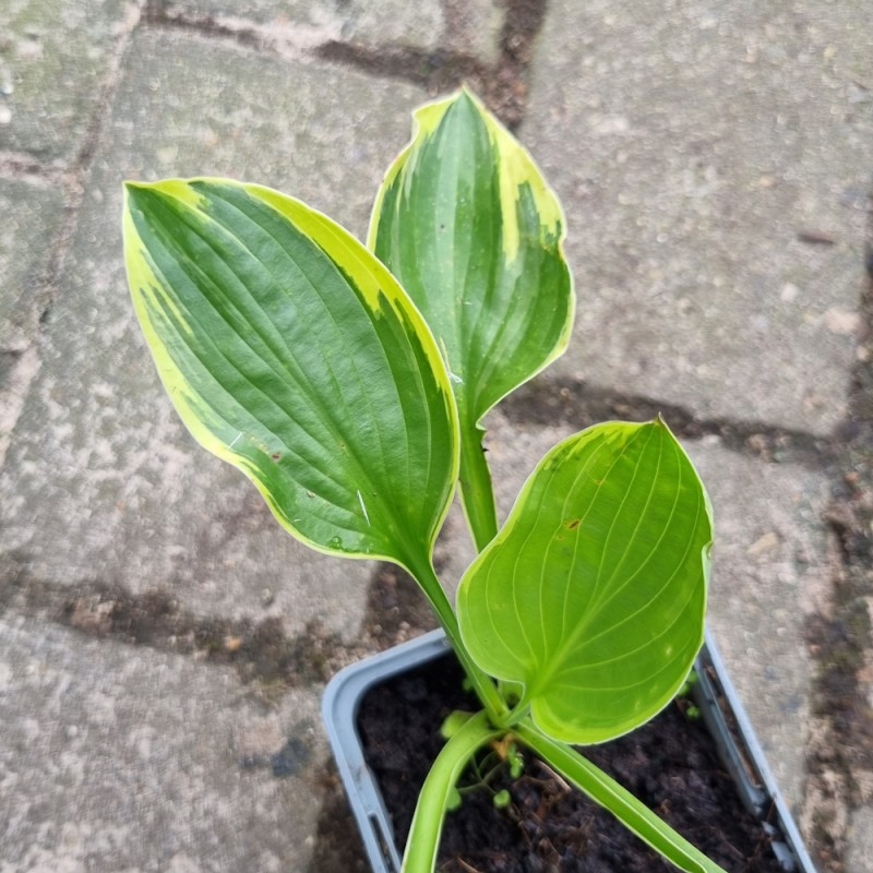 Hosta fortunei Aureomarginata