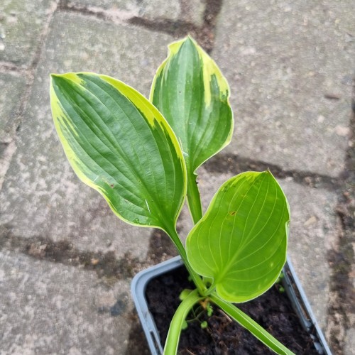 Hosta fortunei Aureomarginata