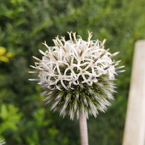 Tidselkugle Arctic Glow - Echinops sphaerocephalus Arctic Glow