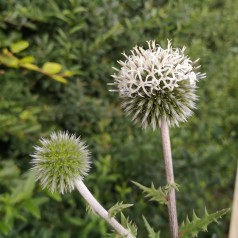 Tidselkugle Arctic Glow - Echinops sphaerocephalus Arctic Glow