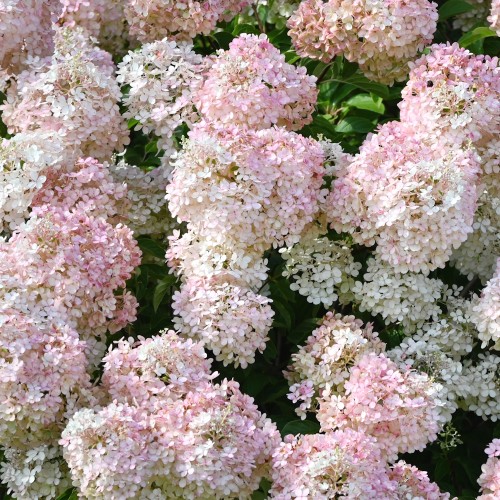 Dværg Syrenhortensia Fire Light Tiny Bit - Hydrangea paniculata Fire Light Tiny Bit