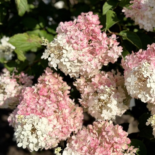 Dværg Syrenhortensia Living Little Blossom 15-25 cm. - Hydrangea paniculata Living Little Blossom