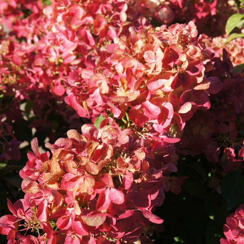 Syrenhortensia Living Petite Star 20-40 cm. - Hydrangea paniculata Petite Star