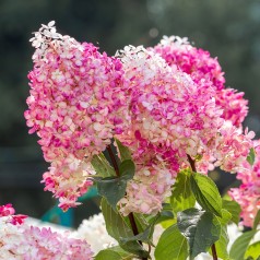 Dværg Syrenhortensia Living Royal Flower 15-25 cm. - Hydrangea paniculata Living Royal Flower