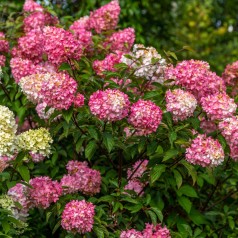 Dværg Syrenhortensia Living Colourful Cocktail 15-25 cm. - Hydrangea paniculata Living Colourful Cocktail