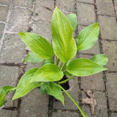 Hosta fortunei Hyacinthina / Funkia