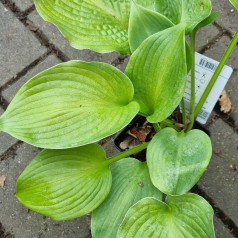 Hosta hybrid Blue Angel