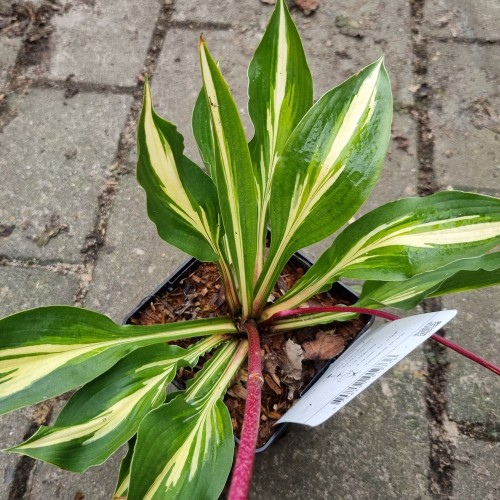 Hosta hybrid Cherry Berry