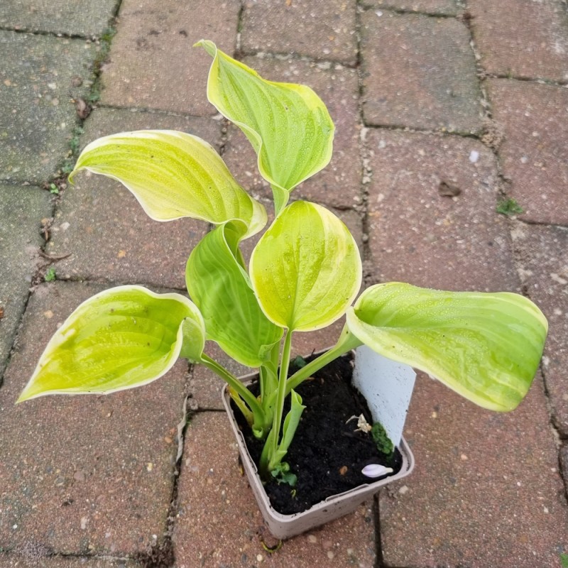 Hosta hybrid Fragrant Bouquet
