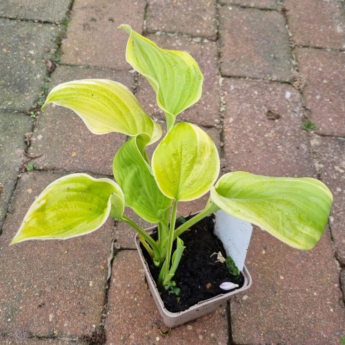 Hosta hybrid Fragrant Bouquet