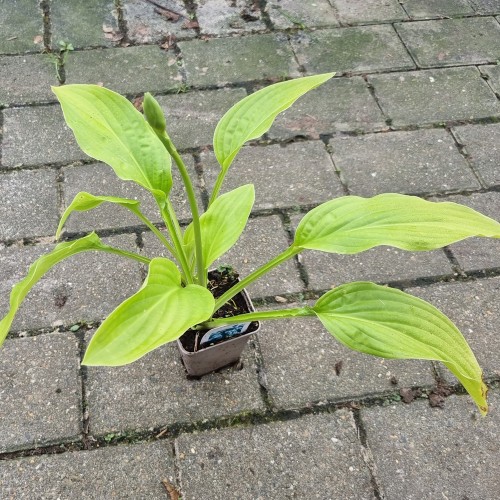 Hosta hybrid Honeybells