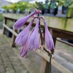 Hosta hybrid Regal Splendor