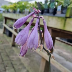 Hosta hybrid Regal Splendor / Funkia