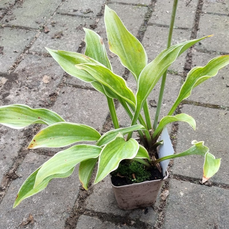 Hosta hybrid Regal Splendor / Funkia