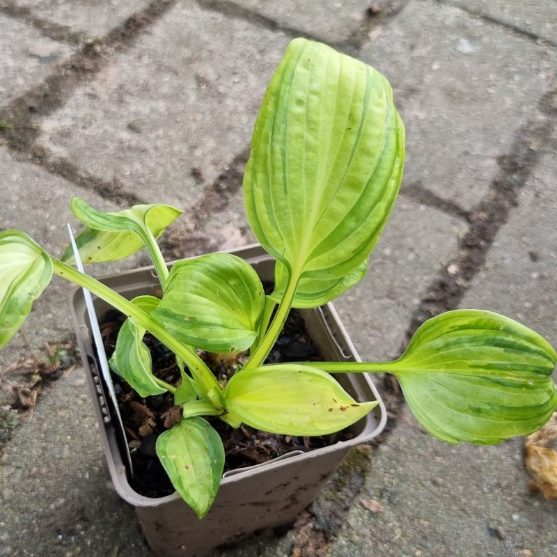 Hosta sieboldiana Great Expectation