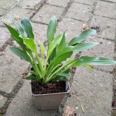 Hosta sieboldii Snowflakes / Funkia