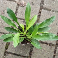 Hosta sieboldii Snowflakes