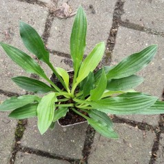 Hosta sieboldii Snowflakes / Funkia