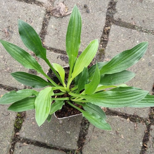 Hosta sieboldii Snowflakes