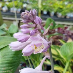 Hosta tardiana Halcyon / Funkia