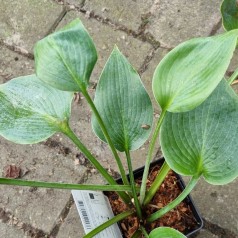 Hosta tardiana Halcyon / Funkia