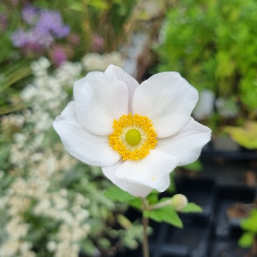 Høstanemone Honorine Jobert - Anemone japonica Honorine Jobert