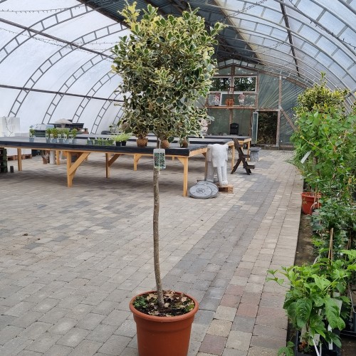 Hvidrandet Kristtorn Argentea Marginata 100 cm. stamme - Ilex aquifolium Argentea Marginata