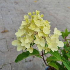 Dværg Syrenhortensia Living Colourful Cocktail 15-25 cm. - Hydrangea paniculata Living Colourful Cocktail