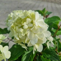 Syrenhortensia Living Petite Star 20-40 cm. - Hydrangea paniculata Petite Star