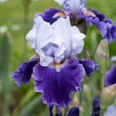 Iris germanica Arpege