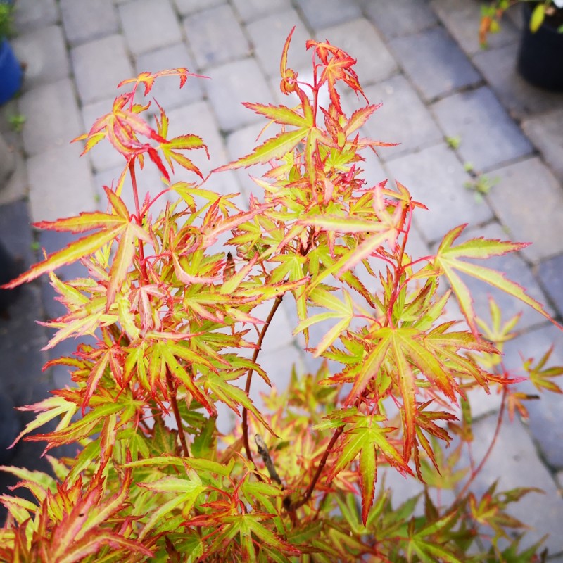 Japansk Ahorn Pink Dwarf 40-60 cm. - Acer palmatum Pink Dwarf