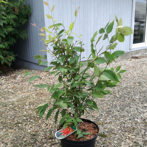 Japansk Zelkova - Zelkova serrata