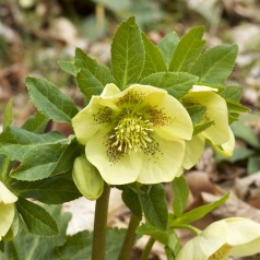 Julerose Yellow Lady - Helleborus hybrid Yellow Lady