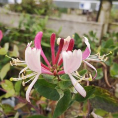 Kaprifolie Serotina -...