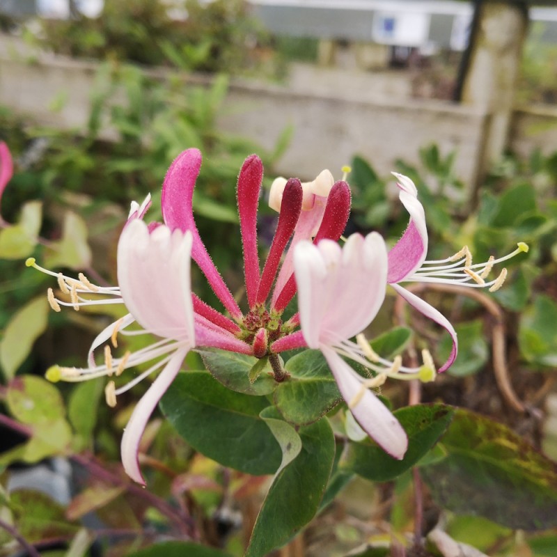 Kaprifolie Serotina - Lonicera periclymenum Serotina