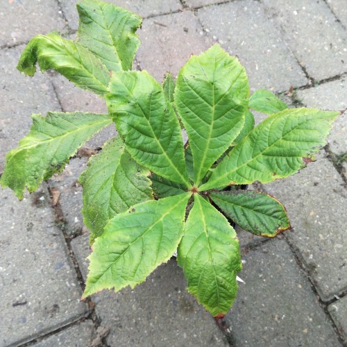 Kastanjebladet Bronceblad - Rodgersia aesculifolia