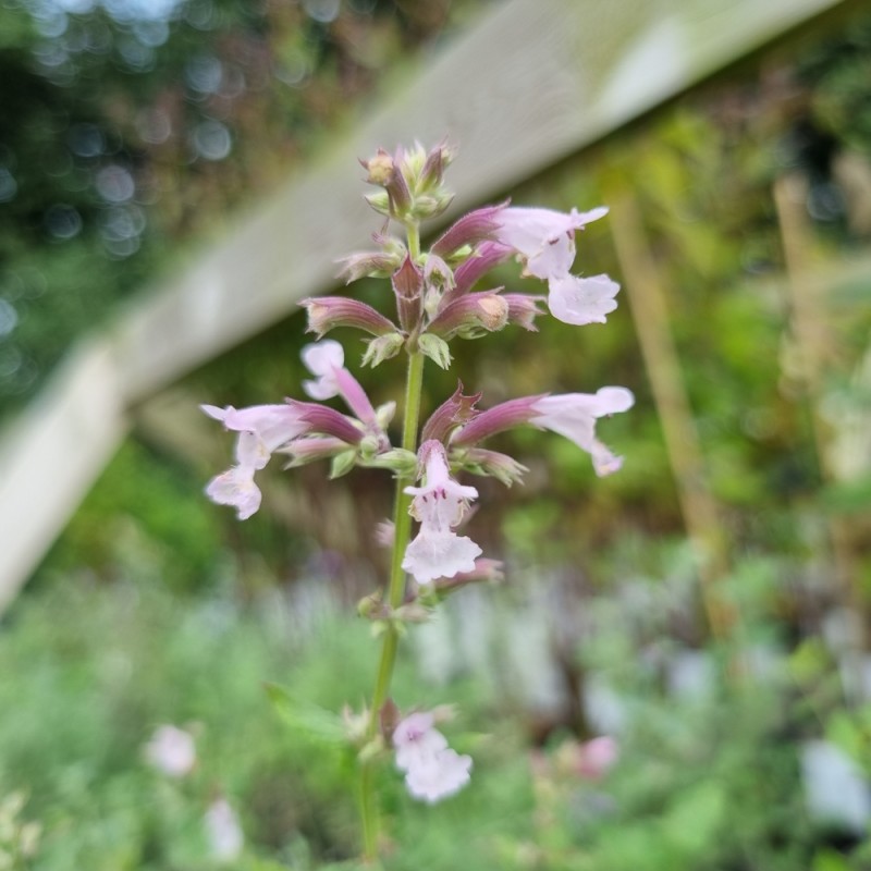 Katteurt Dawn To Dusk - Nepeta grandiflora Dawn To Dusk