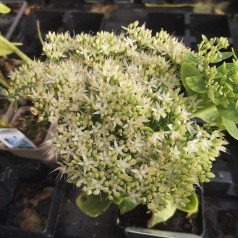 Kinesisk Sankthansurt Stardust - Sedum spectabile Stardust