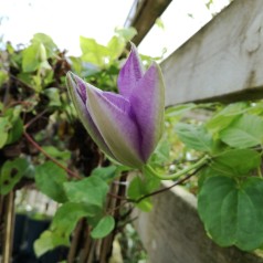 Klematis Mrs Cholmondeley 40-60 cm. - Clematis Mrs Cholmondeley