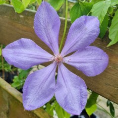 Klematis Mrs Cholmondeley 40-60 cm. - Clematis Mrs Cholmondeley