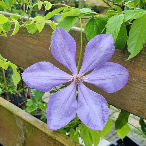 Klematis Mrs Cholmondeley 40-60 cm. - Clematis Mrs Cholmondeley