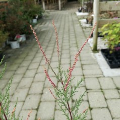 Lyngtræ - Tamarisk Pink Cascade 40-80 cm. - Tamarix ramosissima Pink Cascade