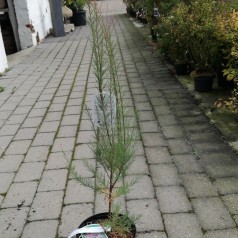 Lyngtræ - Tamarisk Pink Cascade - Tamarix ramosissima Pink Cascade