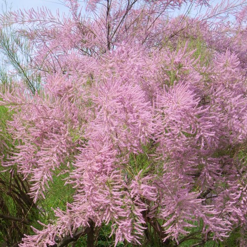 Lyngtræ - Tamarisk Pink Cascade 40-80 cm. - Tamarix ramosissima Pink Cascade