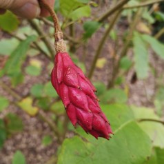 Magnolia Sieboldii 40-80 cm. - Åkandemagnolia