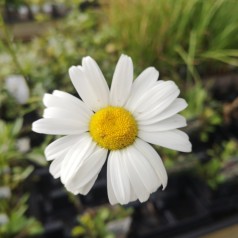 Marguerit Maikönigin - Leucanthemum vulgare Maikönigin